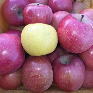 GAP 사과 고당도 황금사과 청송 안동 문경 부사 시나노골드 2kg 3kg