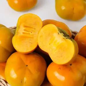 [전청프레시] 국내산 제철 햇 차량단감