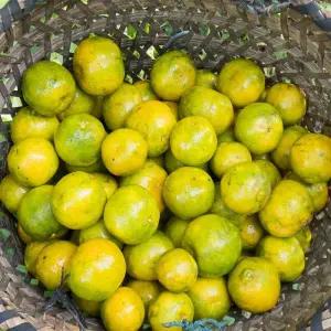 제주 조생 감귤 3kg 로얄과(S-M)