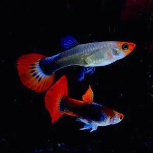 티아쿠아 턱시도 코이 구피 한쌍
