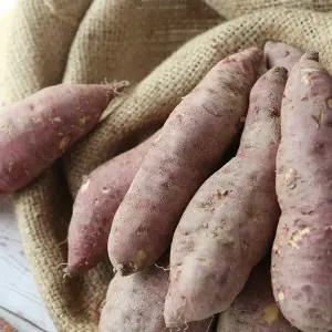 [롯데백화점]친환경팔도 와룡농협 안동 햇 꿀밤고구마 10kg