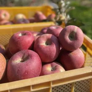 부사 사과 경북 가정용 한입소과 5kg