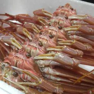 국산 포항 제철 영덕 박달 대게 게 5마리 10마리 생물 자숙 구룡포