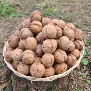 국산 햇호두 생호두 피호두 알