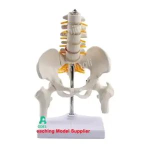 인체 뼈모형 신체구조 인간 경추 교육용 요추 해부학 척추 모델 의학 대퇴골 있는 골반