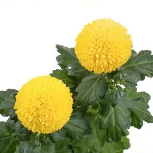 갑조네 폼폰국화 미니중품 다년초 다년생 베란다 정원 다년생 폼폼 퐁퐁