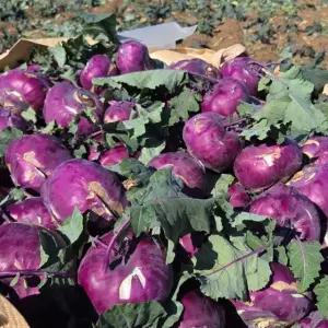 제주도 햇 콜라비 10kg