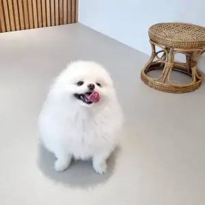 천일카페트 강아지 롤 미끄럼방지 거실 복도 매트