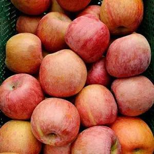 [셀러허브 식품]청송 꿀 사과 10kg 50과내외 중대과 못난이사과 청송 부사 사과 청송사과 햇사과 햇부사