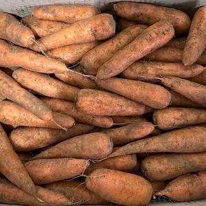 산지직송 제주 구좌 흙당근 왕 10kg