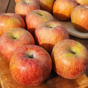 부사 사과 가정용 10kg 중과 신선 과일 산지직송 대용량 사과박스