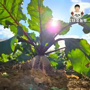 강태휴농부 제주 한경 레드비트 10kg 특품