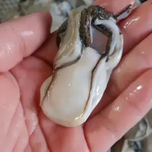 국내산 통영 제철 생굴 1kg