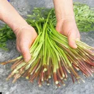 청도 미나리 돌미나리 1kg 막 퍼드립니다.