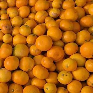 산지직송 제주 타이벡 감귤파격인하 10kg 중대과 (L-2L) / 실중량 9kg