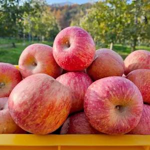 [소과/5kg] 영주 뜬바우골 산지직송 정품 부사 사과 5kg 소과(21-25과)