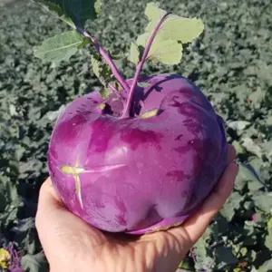 맛 최고! 아삭하고 달콤한 콜라비 못난이 10kg (실중량 9kg 이상)