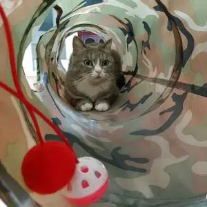 고양이 터널 놀이터 하우스 장난감 캣터널 캣 토이