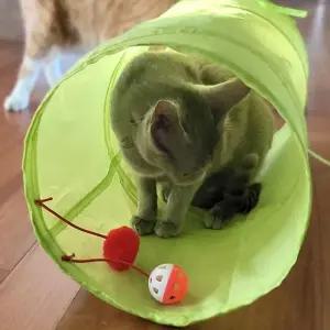 네이처펫 고양이 터널 그린