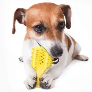 장난감 토이 노란선인장 애견 치석제거