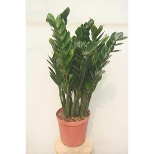 금전수 대 보석금전수 스투키 수투키 행복수 해피트리 뱅갈 공기정화  인테리어 소나무길 1005