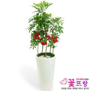 만냥금 개업선물/공기정화식물/전국꽃배달서비스