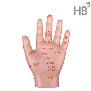 손모형 HEZY-2005HD / 경혈모형 인체실습 침술인형 수지침 혈자리 한방인체신체