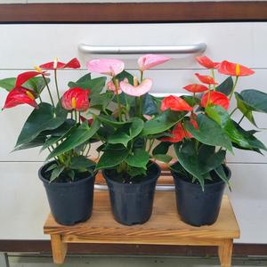 [소나무길] 똘망한 안시리움 SMALL 시리즈 세트 2175