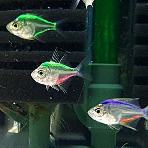 컬러 글라스 2마리