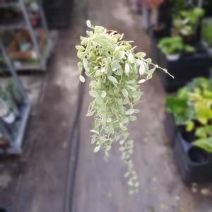 뉴디시디아화이트 소품 공기정화식물  45S