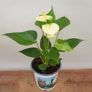 [소나무길] 안시리움 Small Yellow 노랑  인테리어 6101