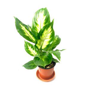 공기정화식물초화 마리안느