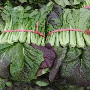 갓김치용 안갓 4kg 내외 야채맘