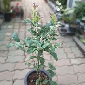 레몬나무 중대품 과실수50~80cm 219