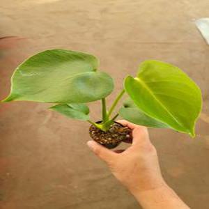 몬스테라델리시오사 작지만강하다 특집 소품 10~20cm 19