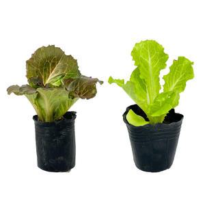 [장미농원] 아삭이상추 모종 (색상랜덤)