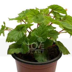 오렌지샤워베고니아 꽃 키우기 베란다 정원 공기정화 식물 인테리어 화분 소품