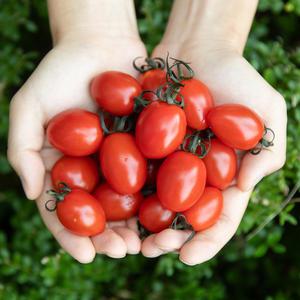 고당도 스테비아 대추방울토마토 500gx8팩 총4kg 대용량