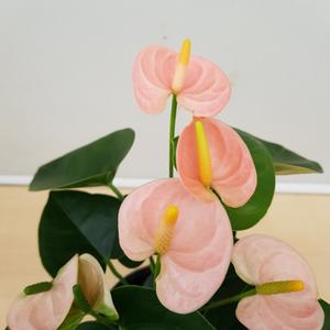 [소나무길] 순수한 아름다움이 가득한 오렌지핑크 안시리움 149