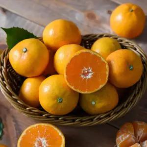 [롯데백화점]자연맛남 선별배송 제주 노지 감귤 9kg 중대과 (L/2L)