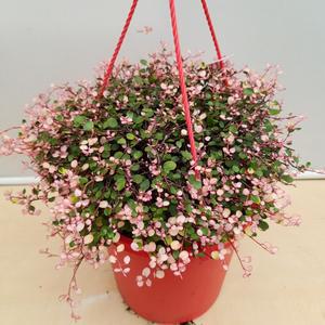 [소나무길] 핑크핑크한  핑크브리즈 트리안 중형 270 화원 농원