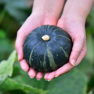 [룰루네상점] 제주 미니 밤호박 5kg 특품 보우짱 단호박