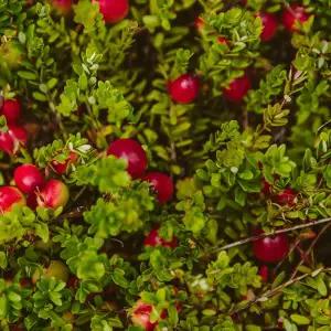 [같이가치농원]크랜베리, 크렌베리 4치포트 묘목 루비열매 결실주 인테리어 조경수 정원과일나무 노지월동