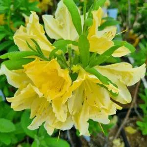 황철쭉 나무 묘목 H40cm전후 1주 노란철쭉꽃 구봉화 개화주 봄꽃 조경나무 (목하원예조경)