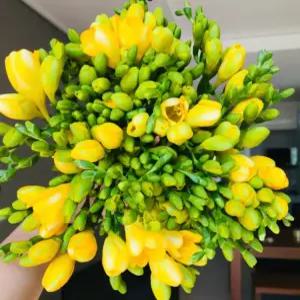 에밀리정원 후리지아 30대 (1번화) 생화 꽃선물 화훼농가돕기번화