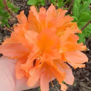 홍황철쭉 구봉화 묘목 1주 H40cm전후 주황꽃 철쭉 개화주 봄꽃 관목 조경나무 (목하원예조경)