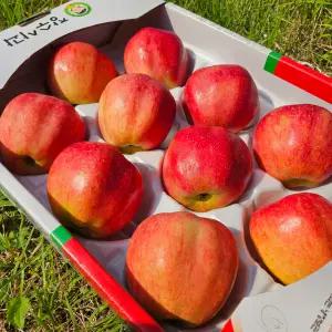 사과선물세트 명절사과선물 5KG 1박스