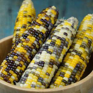 알록이 찰옥수수 냉동 삶은 찐 옥수수 무첨가 옥수수 2kg, 4kg