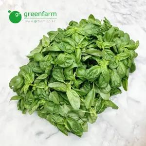 바질 1kg 생바질 바질잎