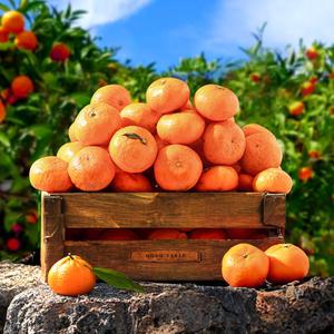 14브릭스 이상 초고당도 제주 타이벡 감귤 로얄과 5kg